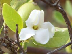 Gardenia fucata (9468490285).jpg