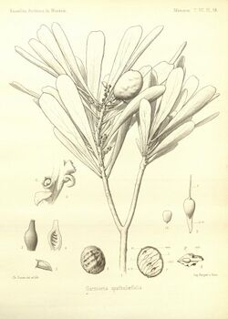 Garnieria spathulaefolia.jpg