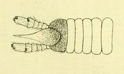 Gonatotrichus minutus (Carl 1922).jpg