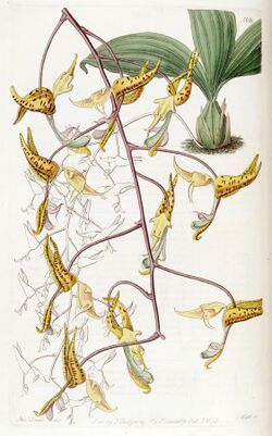 Gongora maculata - Edwards' vol 19 pl. 1616 (1833).jpg