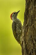 Green-backed Woodpecker - Malawi S4E3705.jpg