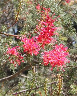 Grevillea georgiana HRBG 1 smaller.jpg