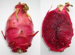 Hylocereus monacanthus - fruit.jpg