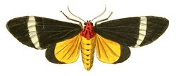 Illustrations of Exotic Entomology Callimorpha Phileta.jpg