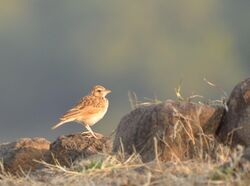 Indian Bushlark (Mirafra erythroptera).JPG