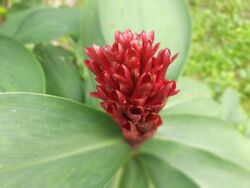 Inflorescence of crêpe ginger.jpg