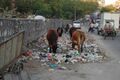 Jaipur cows eating trash.JPG