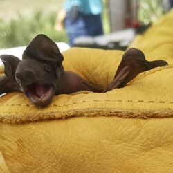 Juvenile Florida bonneted bat Eumops floridanus