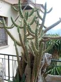 Kaktus Mallorca 2008 PD 1.JPG
