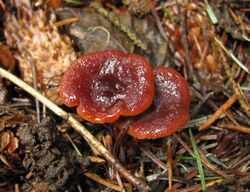 Lactarius atrobadius 70867.jpg