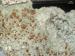 Lecanora hybocarpa 92001.jpg