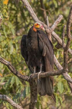 Lesser yellow-headed vulture (Cathartes burrovianus).JPG