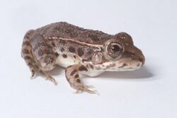 Lithobates yavapaiensis.jpg