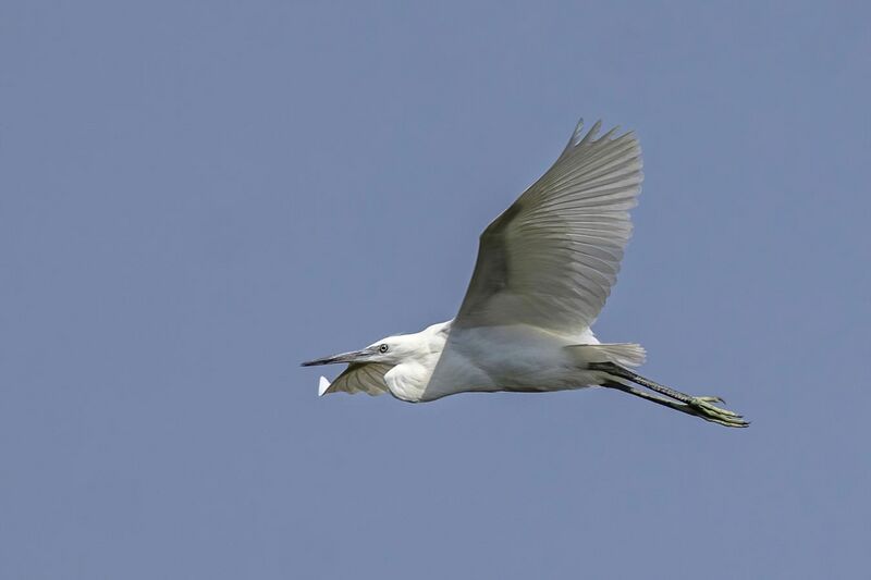 File:Little egret (Egretta garzetta) in flight Cyprus.jpg