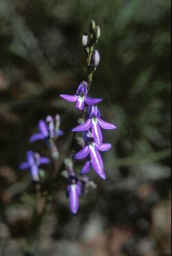 Lobelia gibbosa of Weippin Street Conservation Area of Cleveland, Queensland IMG 0012 (6).jpg