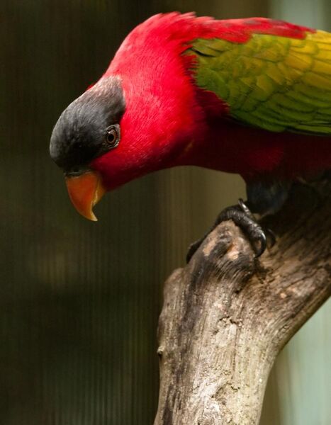 File:Lorius domicella -Jurong Bird Park -upper body-8a.jpg
