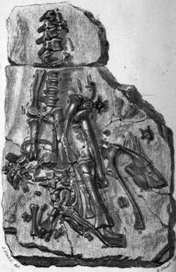 Maidstone fossil Iguanodon 1840.jpg