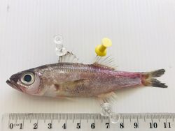 Malakichthys mochizuki.jpg