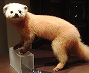 Brown mustelid with a white head on a table