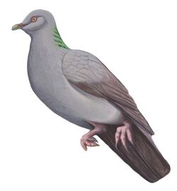 Mauritian wood pigeon.jpg