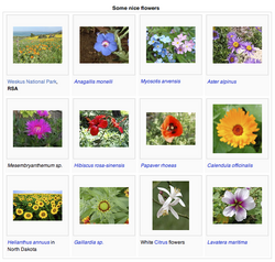 MediaWiki's gallery feature.png