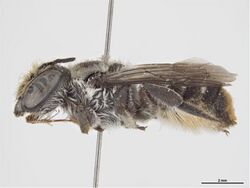 Megachile sexmaculata.jpg