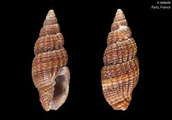 Mitromica omanensis (MNHN-IM-2000-24583).jpeg