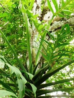 Monstera pinnatipartita in Colombia.jpg