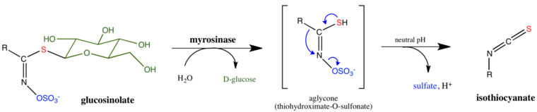 mechanism of glucosinolate hydrolysis by myrosinase