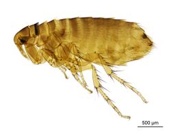 NHMUK010177259 A sandmartin flea - Ceratophyllus Ceratophyllus styx styx Rothschild, 1900.jpg