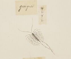 Naturalis Biodiversity Center - RMNH.ART.606 - Thereuonema tuberculata - Kawahara Keiga - 1823 - 1829 - Siebold Collection - pencil drawing - water colour.jpeg
