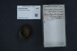 Naturalis Biodiversity Center - RMNH.MOL.157583 - Lanistes farleri Craven - Ampullariidae - Mollusc shell.jpeg