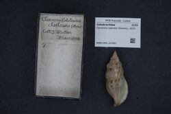 Naturalis Biodiversity Center - RMNH.MOL.207831 - Colubraria clathrata (Sowerby, 1833) - Colubrariidae - Mollusc shell.jpeg