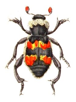 Nicrophorus.vespillo.-.calwer.09.10.jpg