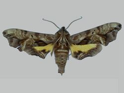 Nyceryx nephus BMNHE273100 male up.jpg