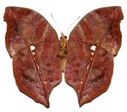 Nymphalid Butterfly (Salamis anteva) underside (8539899168).jpg
