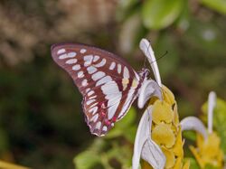 Nymphalidae - Graphium eurypylus.jpg