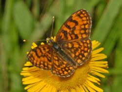 Nymphalidae - Melitaea nevadensis-001.JPG