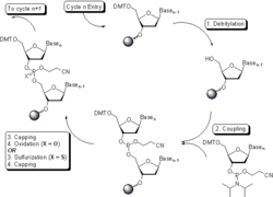 Oligocycle1.png