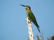 Olive Bee-eater, Ambola, SW Madagascar.jpg