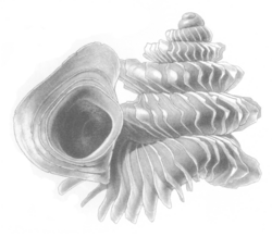 Opisthostoma pulchellum shell.png