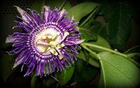 Passiflora Krishnakamal Karnataka India.jpg