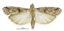 Pempelia genistella male.jpg