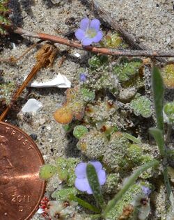 Phacelia stellaris crop.jpg