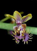 Phalaenopsis difformis toapel - cropped.jpg