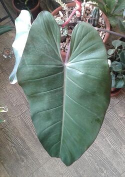 Philodendron appendiculatum.jpg