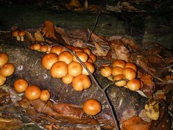 Pholiota nameko culture.JPG