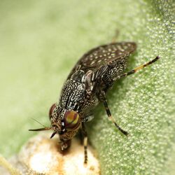 Picture-winged fly on jumping cholla (13999692376).jpg