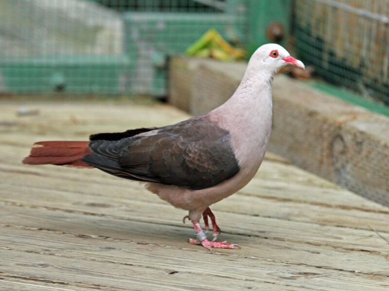 File:Pink Pigeon RWD2.jpg