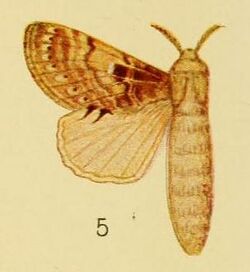 Pl.3-05-Odontocheilopteryx maculata Aurivillius, 1905.JPG